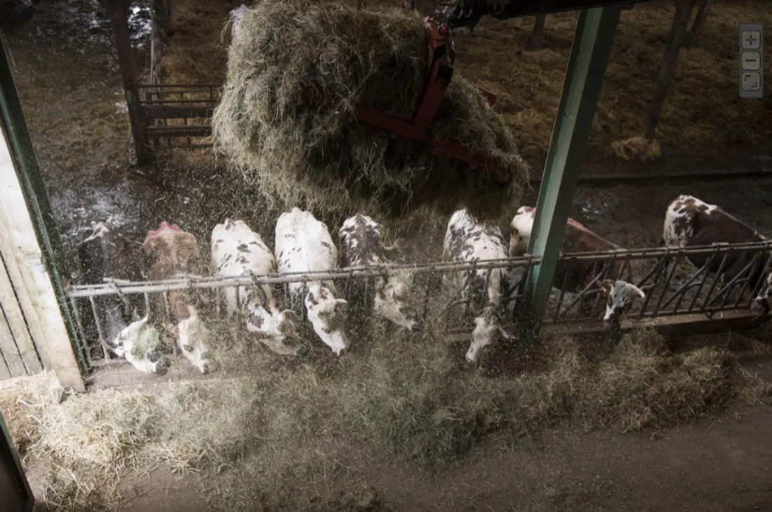 Vaches dans une exploitation ornaise